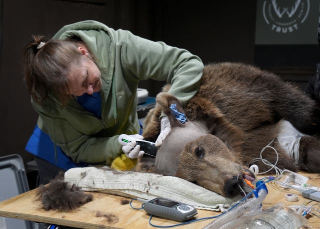 Boki, a two-year-old brown bear, is prepared ahead of surgery