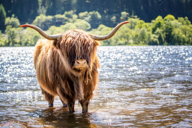 A Highland cow cools off in the waters of Loch Lubnaig near Callander, Stirlingshire (Jane Barlow/PA)