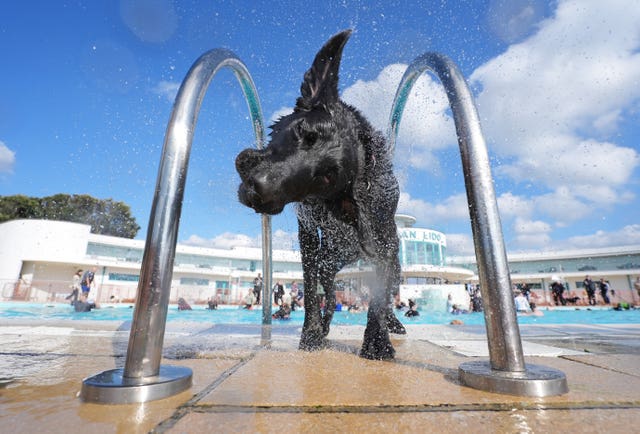 Dogtember at Saltdean Lido