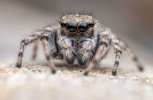 The critically endangered distinguished jumping spider 