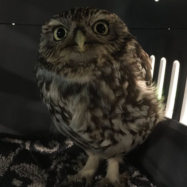 Owl too “Plump” to fly