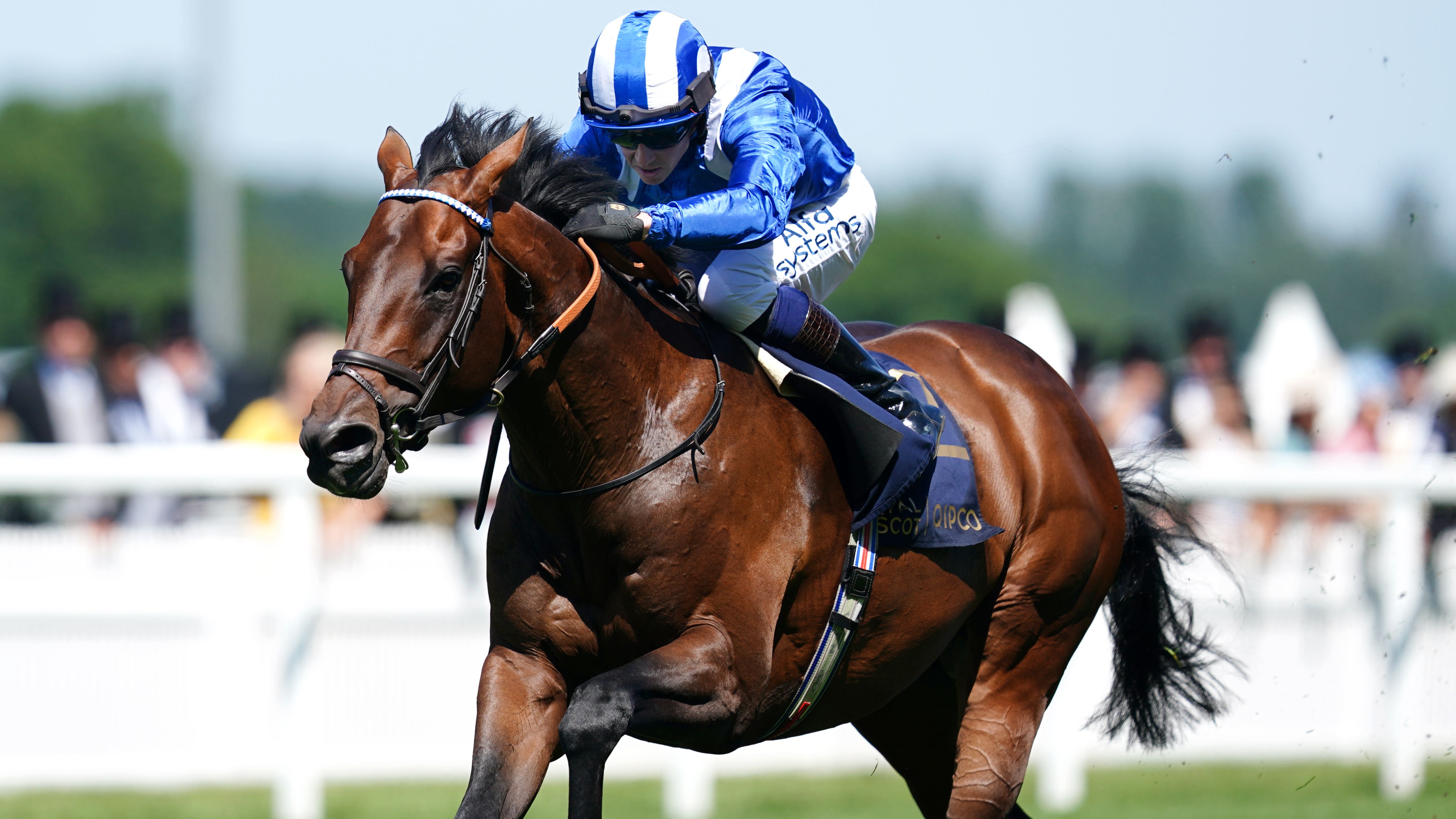 Haggas looks to Baaeed for first Sussex success - Vimarsana News