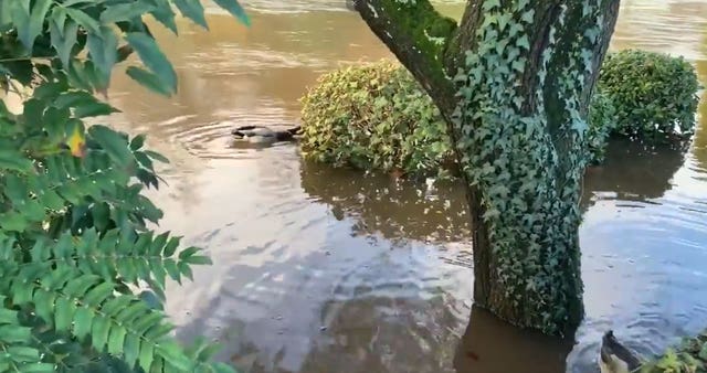 A duck eating the park bushes in Matlock