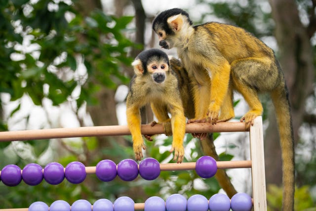 Monkeys show their maths skills