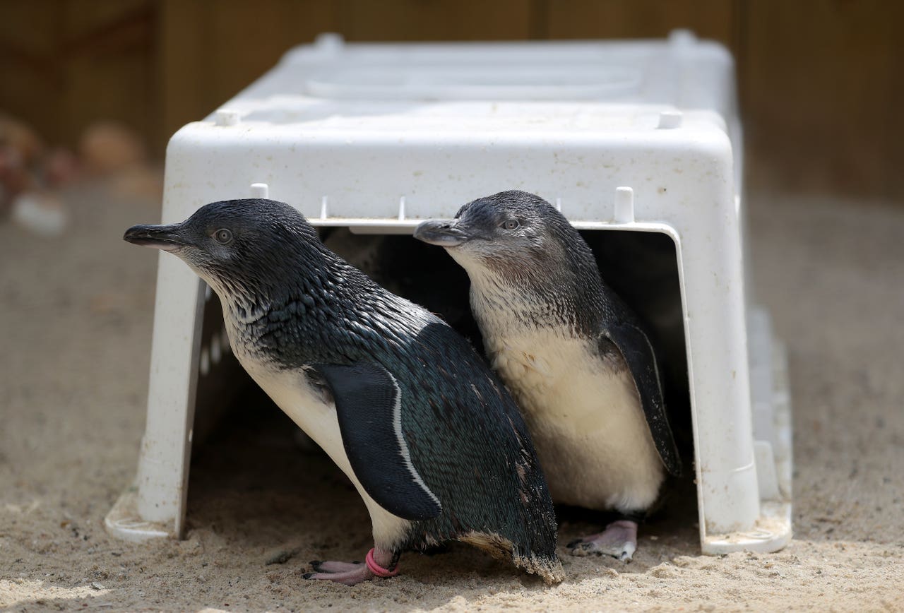 In Pictures The only fairy penguins in Europe get ready to meet their