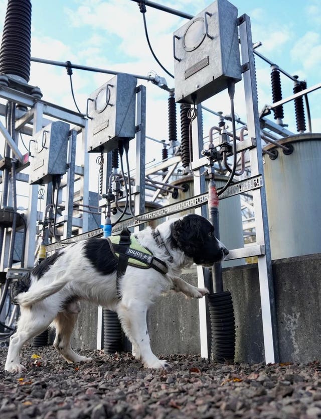 Springer Spaniel sniffs out faults on the power network
