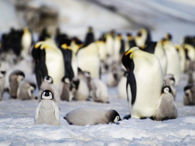 Penguins forced up 100ft ice walls