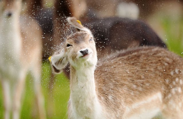 A fallow deer shakes water from its coat following a hail shower in Dublin’s Phoenix Park