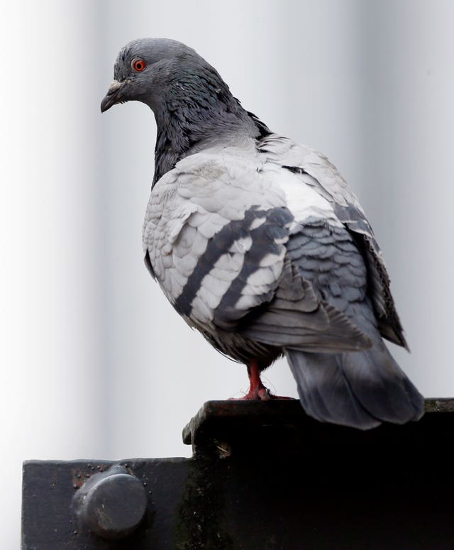 Pigeon perched on part of a building