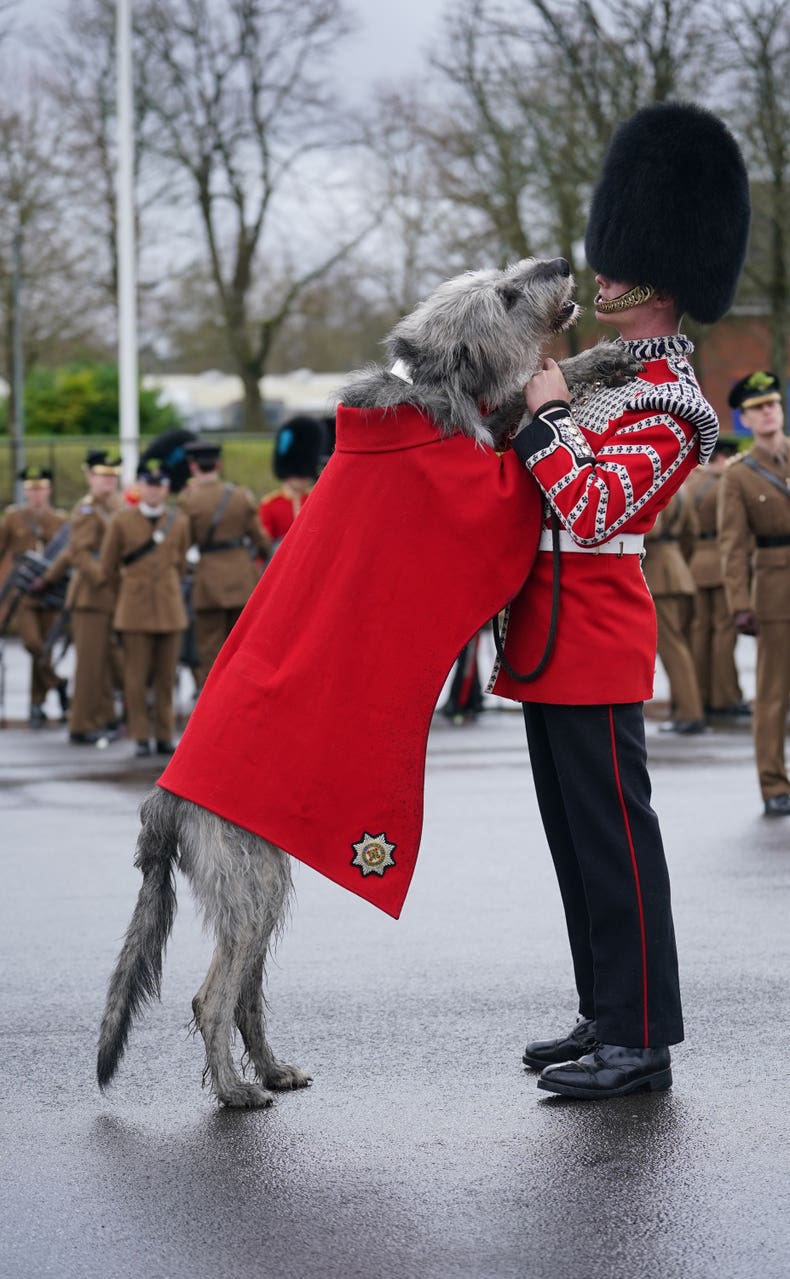 Irish Wolfhound mascot Seamus leads Irish Guards in St Patrick’s Day