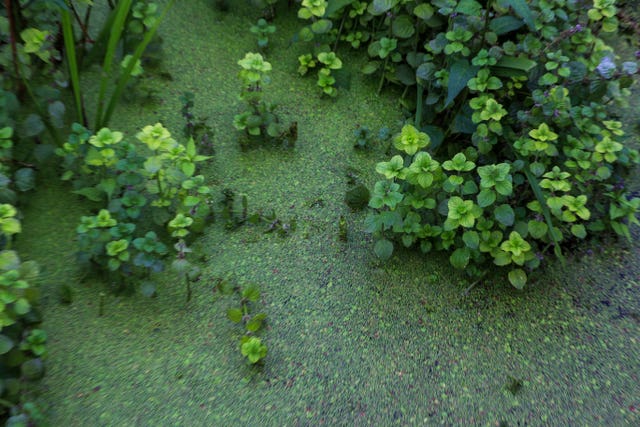 Algae on the surface of Lough Neagh at Ballyronan Marina in September 2023