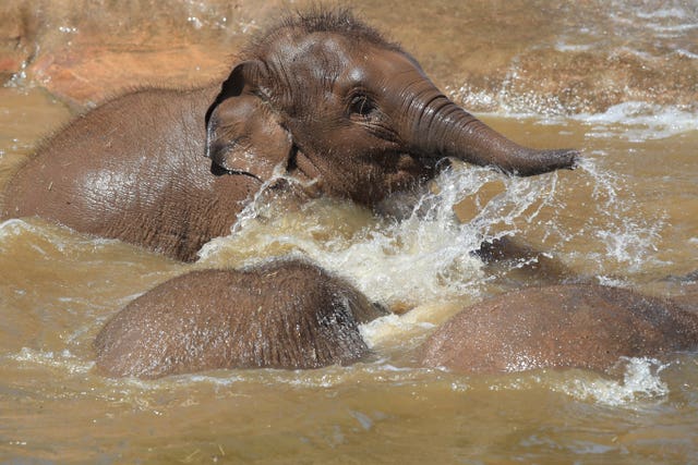 Baby elephants at Chester Zoo