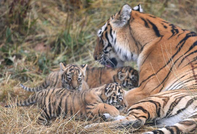 Tiger cubs at Whipsnade Zoo