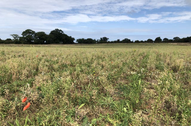 A field of cover crops after the main crop has been harvested