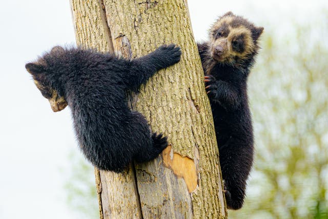 Bear cubs at Noah’s Ark Zoo Farm