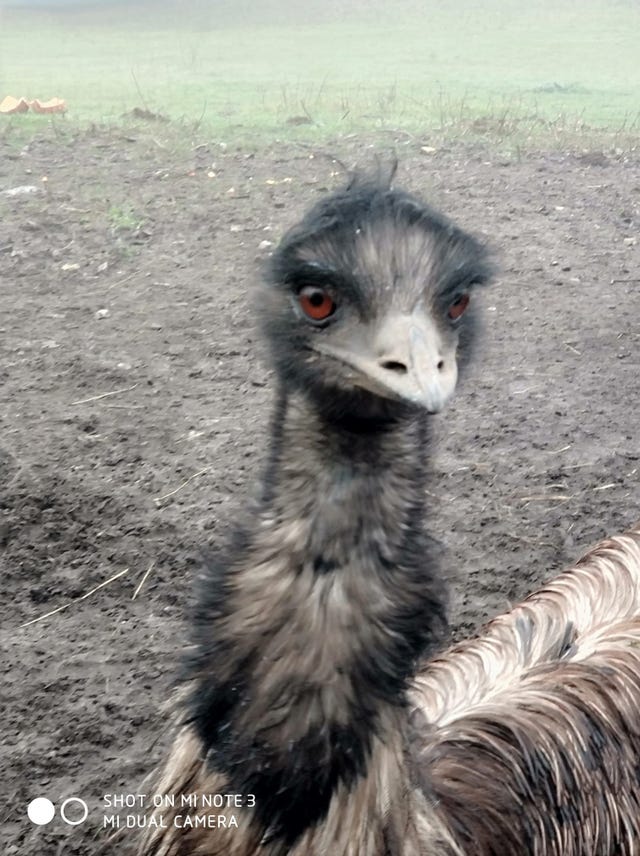 Irwin the emu