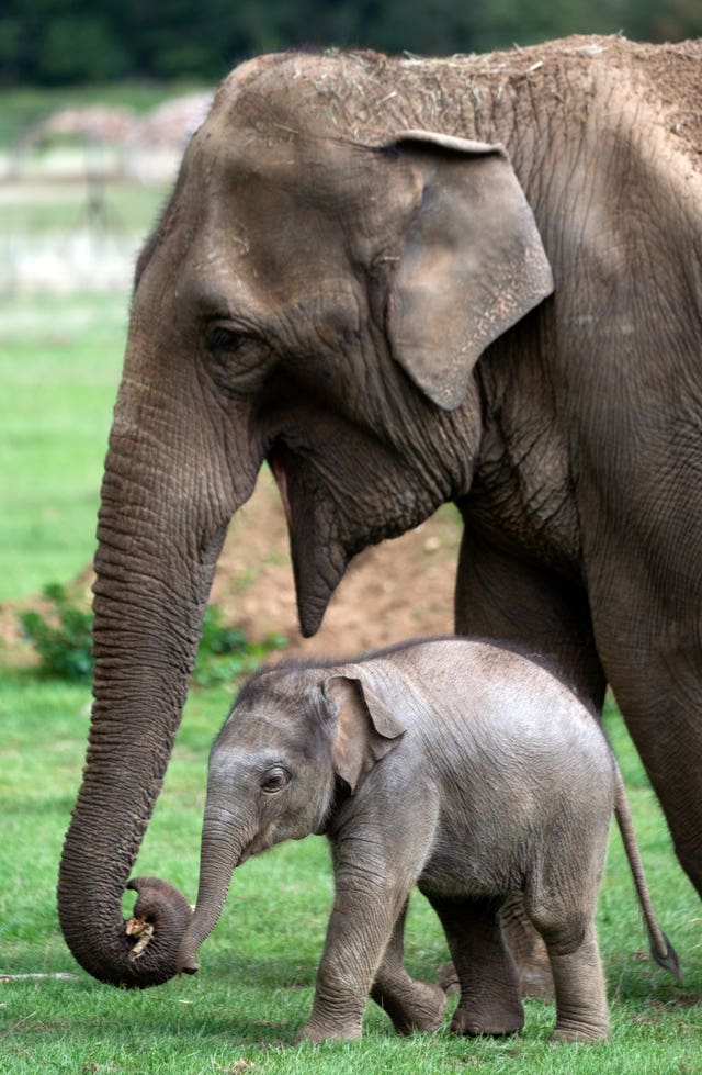 Elephant calf at ZSL Whipsnade Zoo