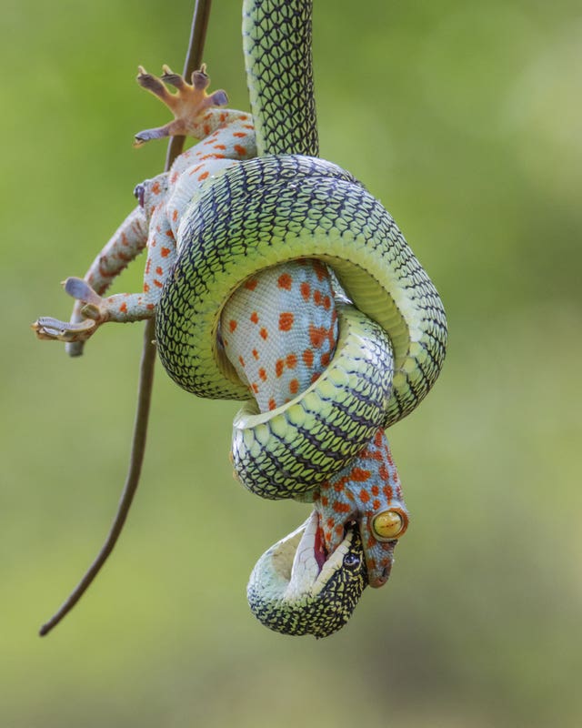 A red-spotted tokay gecko clutched in the coils of a golden tree snake in Bangkok, Thailand, which was highly commended in Wildlife Photographer of the Year Behaviour: Amphibians and Reptiles Award (Wei Fu/Wildlife Photographer of the Year)