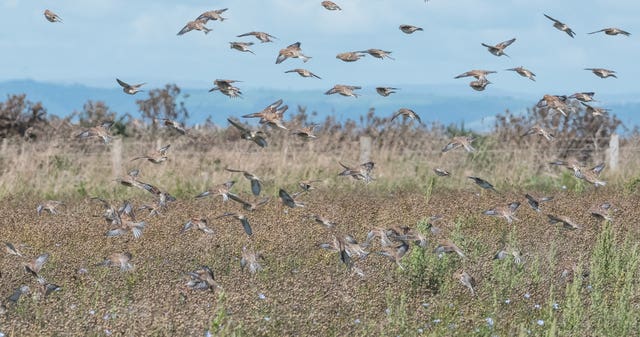 Linnets feeding off linseed after harvest on The Ville (National Trust/PA)