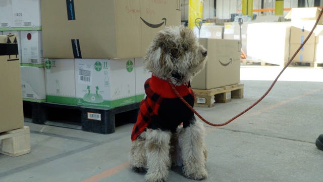 Bowie the labradoodle puppy helps bring Christmas cheer