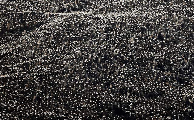 Gannets during the breeding season on Bass Rock