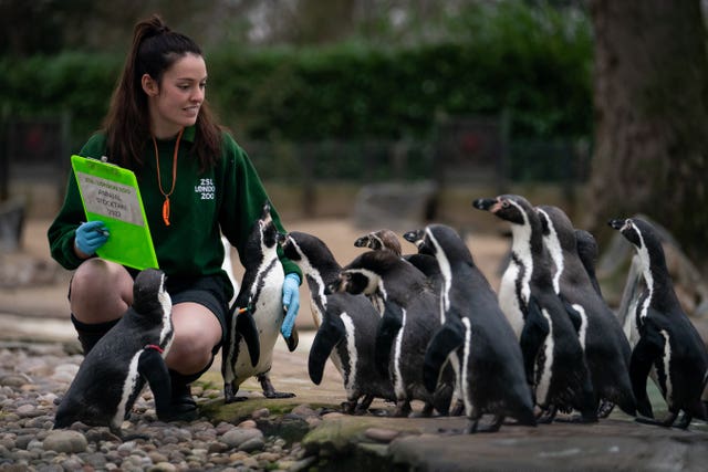 A zoo keeper counts Humboldt penguins during the annual stocktake at ZSL London