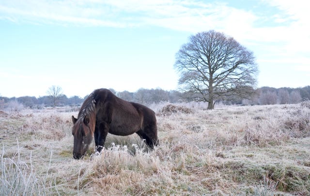 A horse grazes on Hothfield Common in frosty conditions near Ashford in Kent