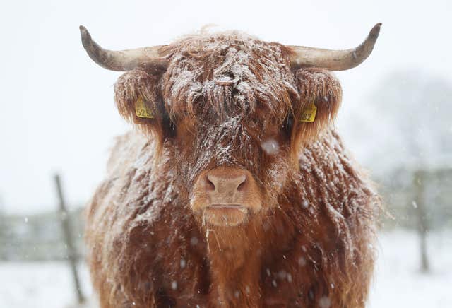 Highland cattle in the snow by the A66 in Durham after Britain saw one of the coldest nights of the year with temperatures falling to minus 12.3C at Loch Glascarnoch in the Scottish Highlands overnight and heavy snow expected over part of the north of England.