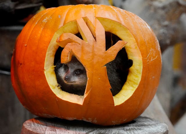 A meerkat inside a pumpkin 