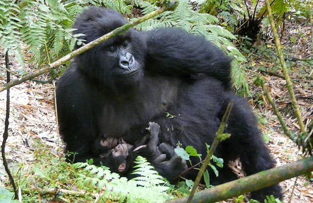 A large population of mountain gorillas make their home in the park (PA) 