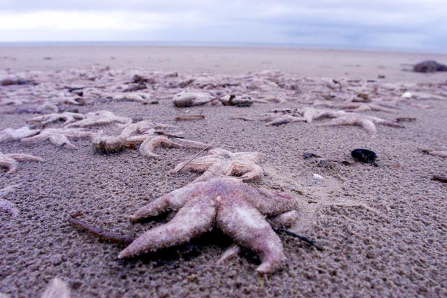 Starfish (Andrew Parsons/PA)