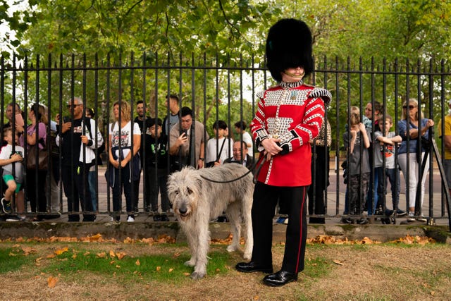 Irish Wolfhound Seamus with his handler Drummer Adam Walsh 