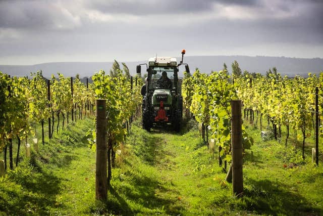 Nyetimber harvest