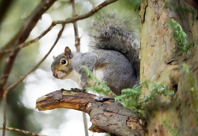 Grey Squirrel in Bushy park