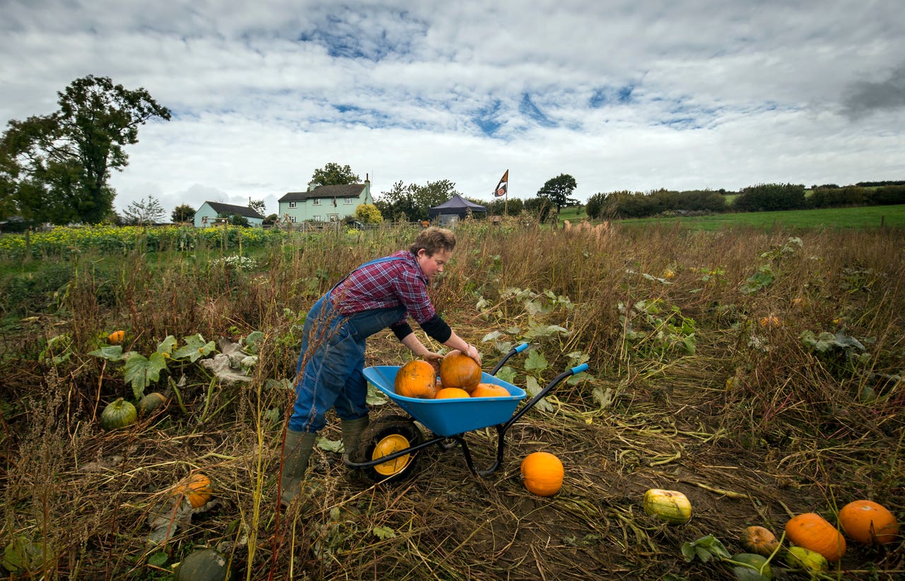 When to plant pumpkins for Halloween BT
