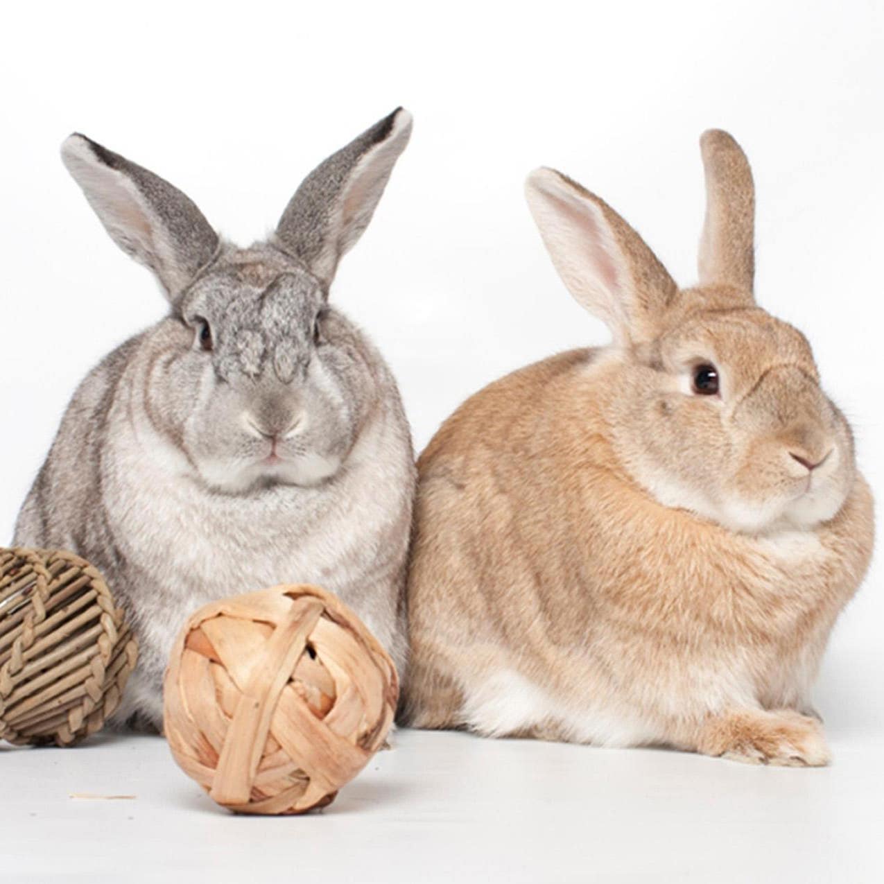 Rabbits were in the limelight at Dundalk