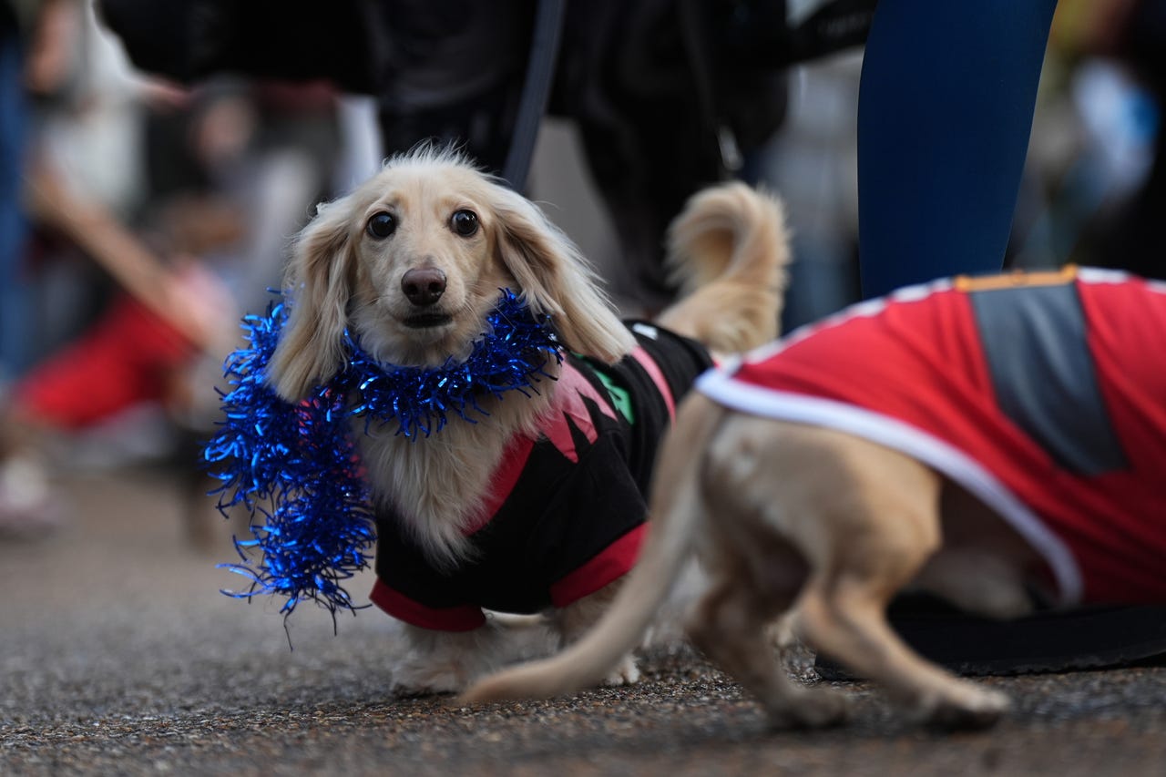 Dachshunds Don Santa Suits And Festive Hats For Hyde Park Sausage Dog 