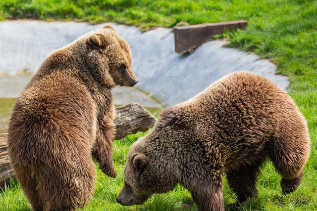 Bears at Whipsnade Zoo