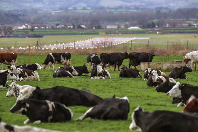 Cows in field