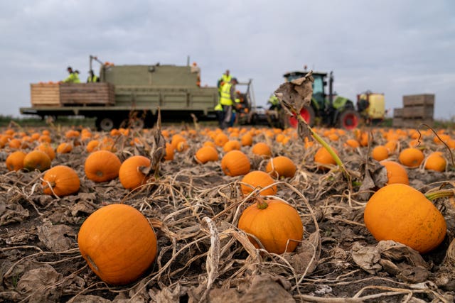 Pumpkins at Oakley Farms