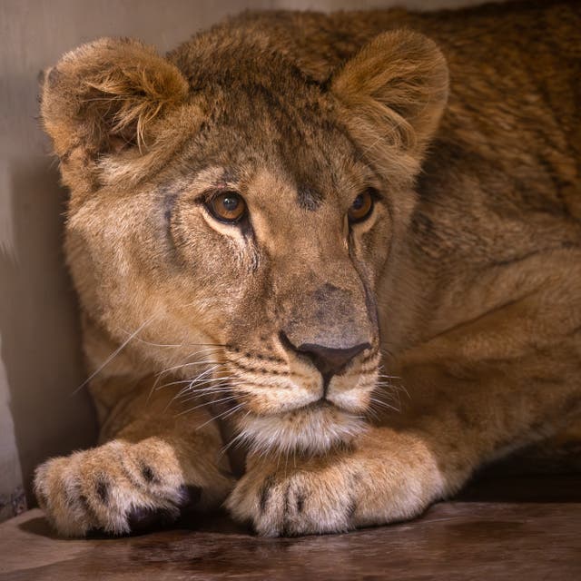 Lion Rescue Centre