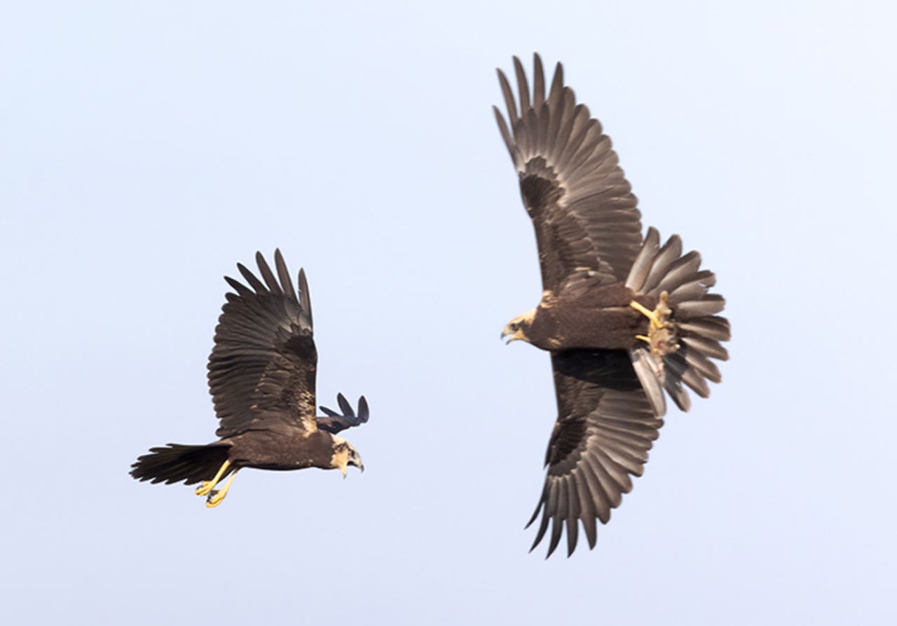 ‘Most successful breeding year in decades’ for marsh harriers at nature