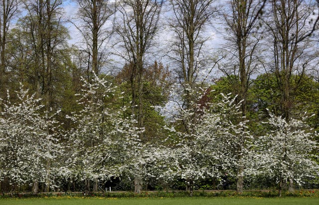 Cherry tree