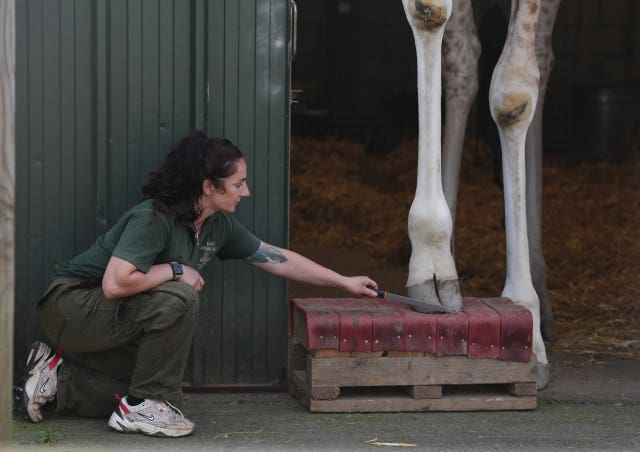 Giraffe at Blair Drummond Safari Park putting its hoof on a foot block next to a member of staff who is using a tool to file it