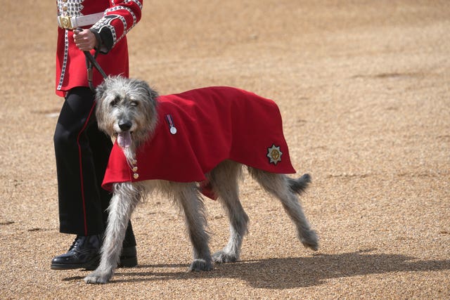 Seamus the wolfhound, the mascot of the Irish Guards, is paraded during the Colonel's Review