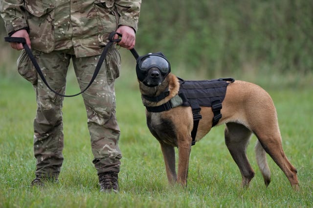 Military Working Dogs