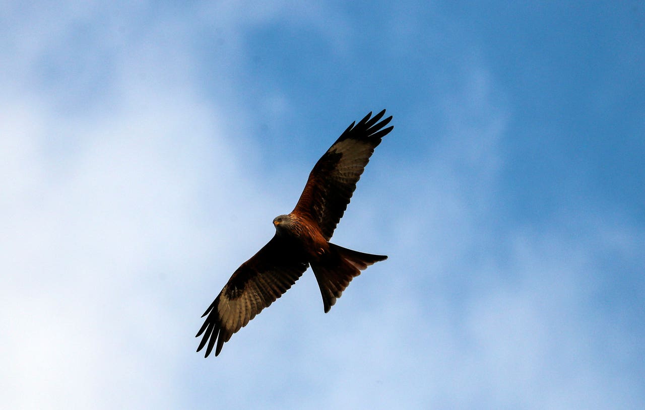 Red kites make ‘triumphant comeback’ to England in just three decades