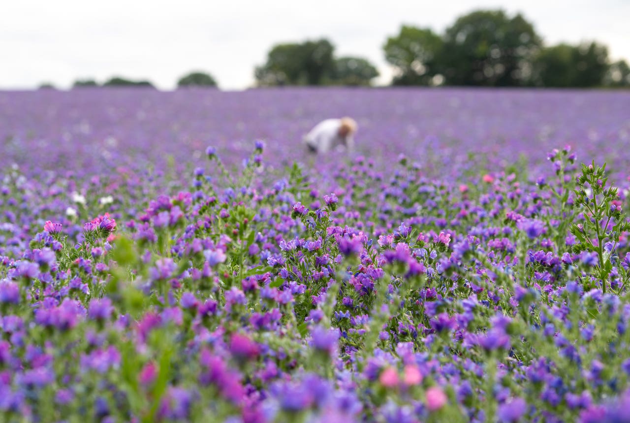 In Video Purple patchwork of crops seen from above Jersey Evening Post