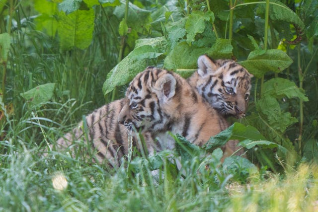 Tiger cubs at Banham Zoo