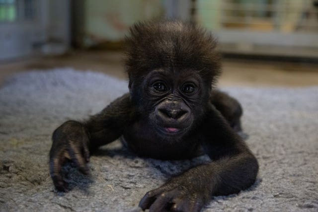 New gorilla at Bristol Zoo Gardens
